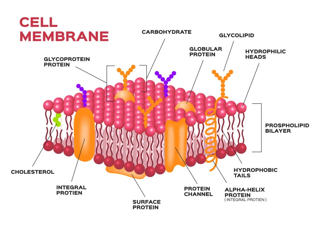 What You Mean By Cell Membrane