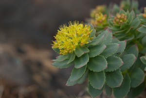 Rhodiola rosea. CC Image courtesy of Tero Laakso on Flickr