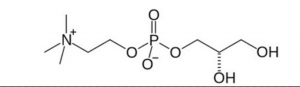 choline-source-best-alphagpc