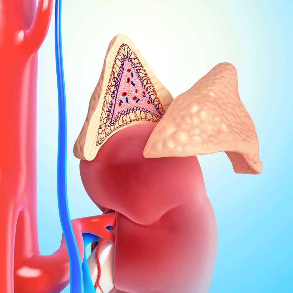 The adrenal glands sit atop the kidneys, Tyrosine is taken up into the adrenals where it helps synthesize and regulate catecholamine neurotransmitters.