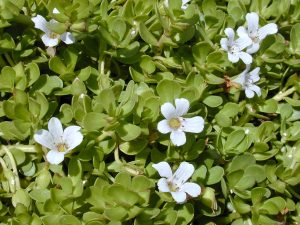 Bacopa aerial parts, including happy little flowers. Forest & Kim Starr [CC BY 3.0], via Wikimedia Commons