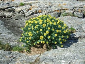 Don't be fooled by Thrivous: Rhodiola ROSEA is the form you want for nootropic benefits. By Finn Rindahl (Own work) [CC BY-SA 3.0], via Wikimedia Commons