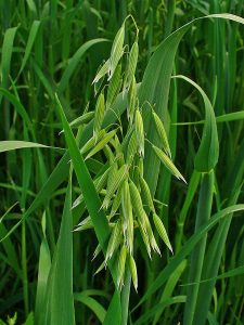 Oatstraw promotes "wakeful relaxation." By H. Zell (Own work) [GFDL or CC BY 3.0], via Wikimedia Commons