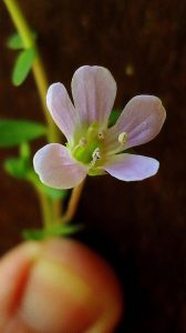 Bacopa, up close & personal. By Alex Popovkin, Bahia, Brazil (Bacopa monnieri (L.) Pennell) [CC BY 2.0], via Wikimedia Commons