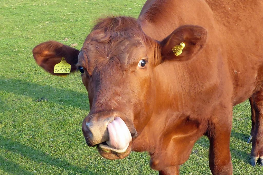 Lactose is the reason cows are so smart.