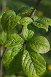 Eleuthero leaves. By Stanislav Doronenko (Own work) [GFDL, CC-BY-SA-3.0 or CC BY 2.5], via Wikimedia Commons