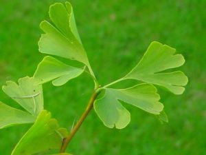 Green Ginkgo. By The original uploader was Reinhard Kraasch at German Wikipedia (Transferred from de.wikipedia to Commons by Hanno.) [GFDL or CC-BY-SA-3.0], via Wikimedia Commons