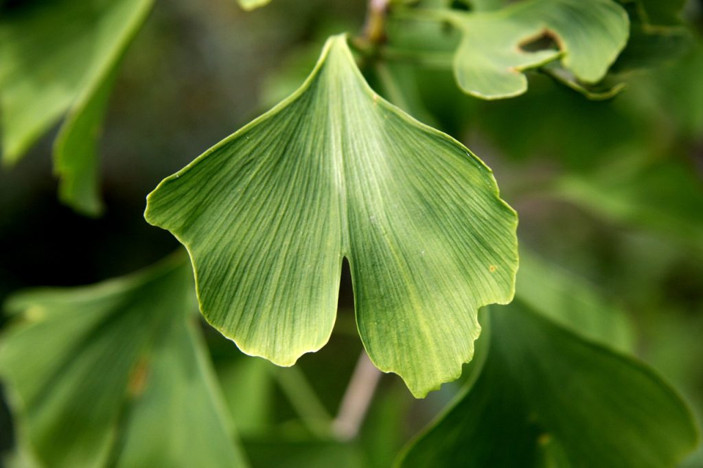 Ginkgo Biloba.