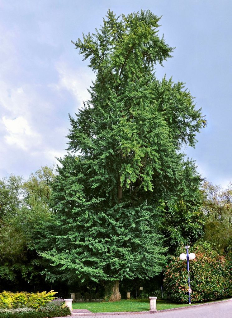 Ginkgo biloba, also called the Maidenhair Tree, is so majestic I just gotta include an image. They can grow up to 80 fee tall. By EecherplazGinkgo06.jpg: Cayambederivative work: Ginkgotree (EecherplazGinkgo06.jpg) [CC BY-SA 3.0 or GFDL], via Wikimedia Commons