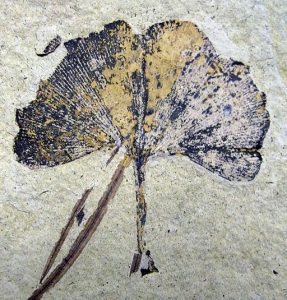 Oh yeah, ginkgo is THAT old... this fossil dates back 49 MILLION years. By Kevmin (Own work) [CC BY-SA 3.0 or GFDL], via Wikimedia Commons