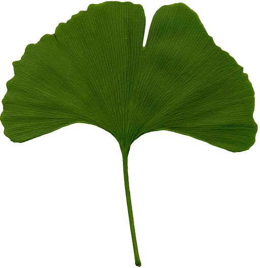 It it just me, or does ginkgo leaf look kinda like a brain stem? Maybe that was an early hint to Traditional Chinese Medicine herbalists. By English: This image was scanned or photoreproduced by Andrew Butko. Contact infоrmation - e-mail: abutko@gmail.com. Other scans see here.Русский: Это изображение было отсканировано или перефотографировано Андреем Бутко. Контактная информация - e-mail: abutko@gmail.com. Другие отсканированые предметы см. здесь. (selfmade scanning) [GFDL 1.3, CC-BY-SA-3.0 or CC BY-SA 2.5-2.0-1.0], via Wikimedia CommonsBy English: This image was scanned or photoreproduced by Andrew Butko. Contact infоrmation - e-mail: abutko@gmail.com. Other scans see here.Русский: Это изображение было отсканировано или перефотографировано Андреем Бутко. Контактная информация - e-mail: abutko@gmail.com. Другие отсканированые предметы см. здесь. (selfmade scanning) [GFDL 1.3, CC-BY-SA-3.0 or CC BY-SA 2.5-2.0-1.0], via Wikimedia Commons