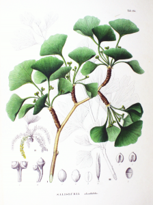 By Philipp Franz von Siebold and Joseph Gerhard Zuccarini (Flora Japonica, Sectio Prima (Tafelband).) [Public domain], via Wikimedia Commons