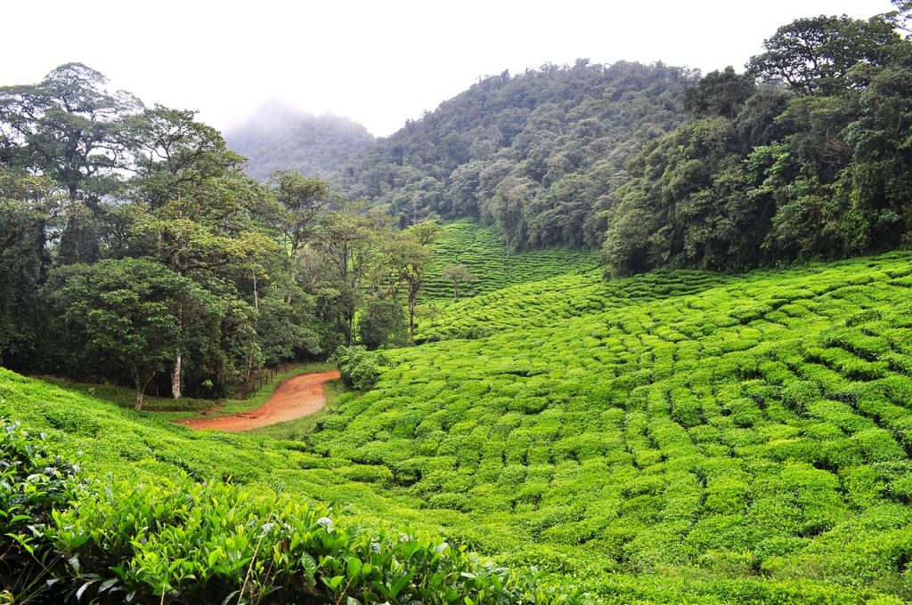 Green Tea field in Colombia.