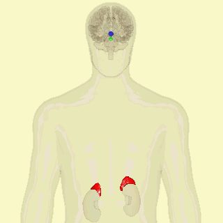 Rhodiola seems to balance HPA axis activity. The axis includes, from top to bottom in this animation, the Hypothalmus, Pituitary Gland, and Adrenal Cortex. By Anatomography (en:Anatomography (setting page of this image)) [CC BY-SA 2.1 jp], via Wikimedia Commons