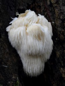 Lion's Mane Mushroom. By SKas (Own work) [CC BY-SA 4.0], via Wikimedia Commons