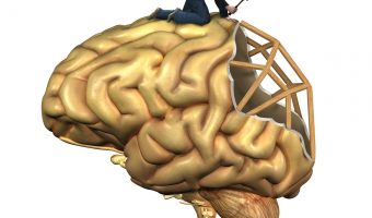 Brain Reconstruction