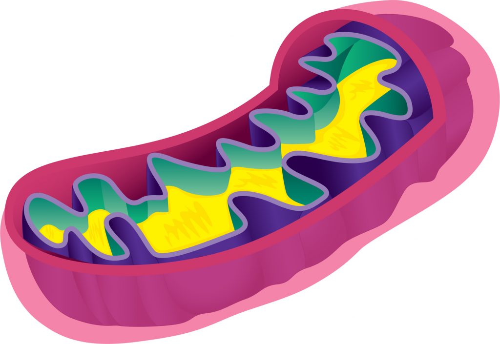 mitochondrion cross section