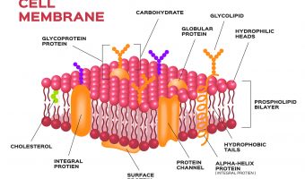 Cell membrane , pink membrane vector