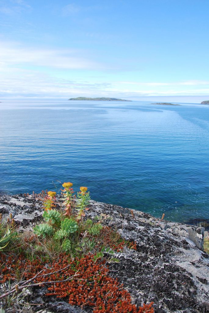 I love this pic: See the tiny yellow flowers? That's Rhodiola Rosea. Growing pretty much IN A ROCK, next to some freakin' freezing water, in the subarctic climate of Newfoundland. Yeah, that is one hardy nootropic herb! By Gérald Tapp (Own work) [CC BY-SA 3.0], via Wikimedia Commons