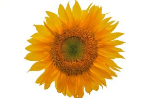 Sunflower-derived PS is the cool new thing. By Jeffreyrea (Jeffrey Rea) [CC BY 3.0], via Wikimedia Commons