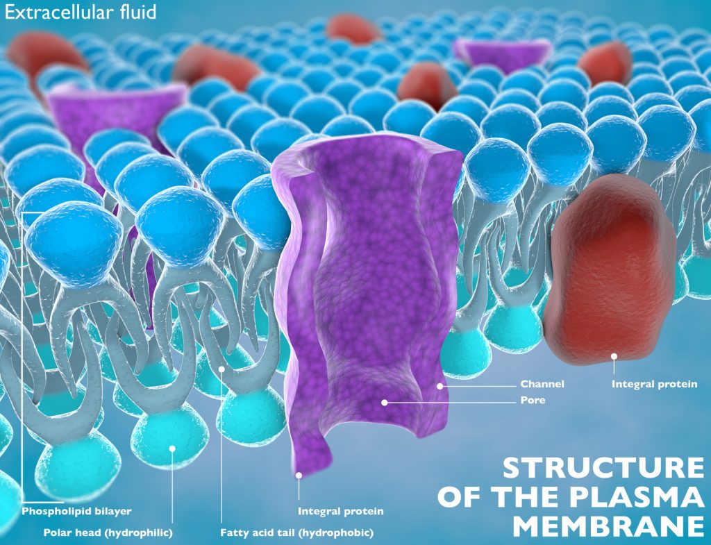 Phosphatidylserine support for cell membranes has a far-reaching impact on brain health, helping with neuroregeneration, structural support and neurotransmission. 