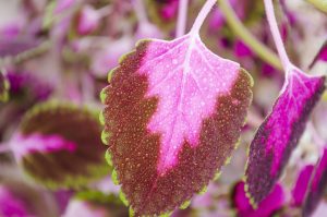 CILTEP destroys beautiful coleus leaves for improved cognitive function, memory formation, & retention of new info... Worth it.