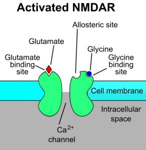 By RicHard-59 (Own work, based on File:Activated NMDAR.PNG) [CC BY-SA 3.0], via Wikimedia Commons
