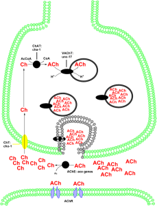 Cholinergic enzymes & transporters. By CarboJoule (Own work) [CC BY-SA 3.0], via Wikimedia Commons