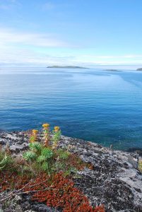 Subarctic Rhodiola enjoying a view. By Gérald Tapp (Own work) [CC BY-SA 3.0], via Wikimedia Commons