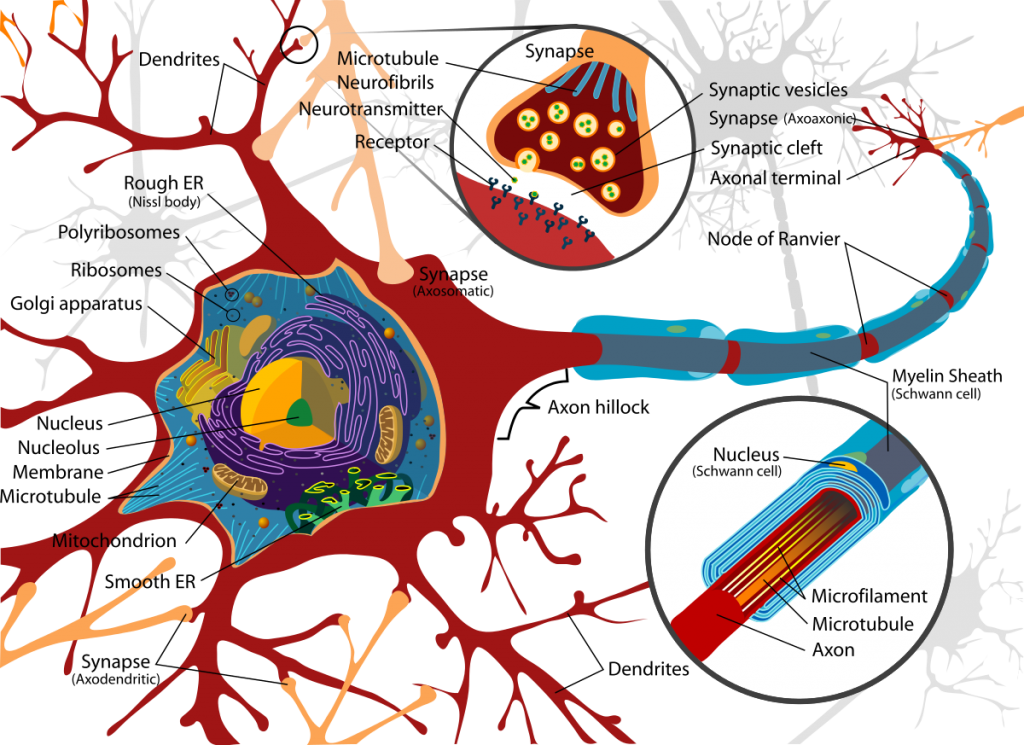 Check out this neuron just, like... being a neuron. By LadyofHats [Public domain], via Wikimedia Commons