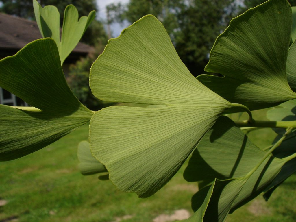 Ginkgo, up close & personal. By Jl staub (Own work) [GFDL or CC BY-SA 3.0], via Wikimedia Commons