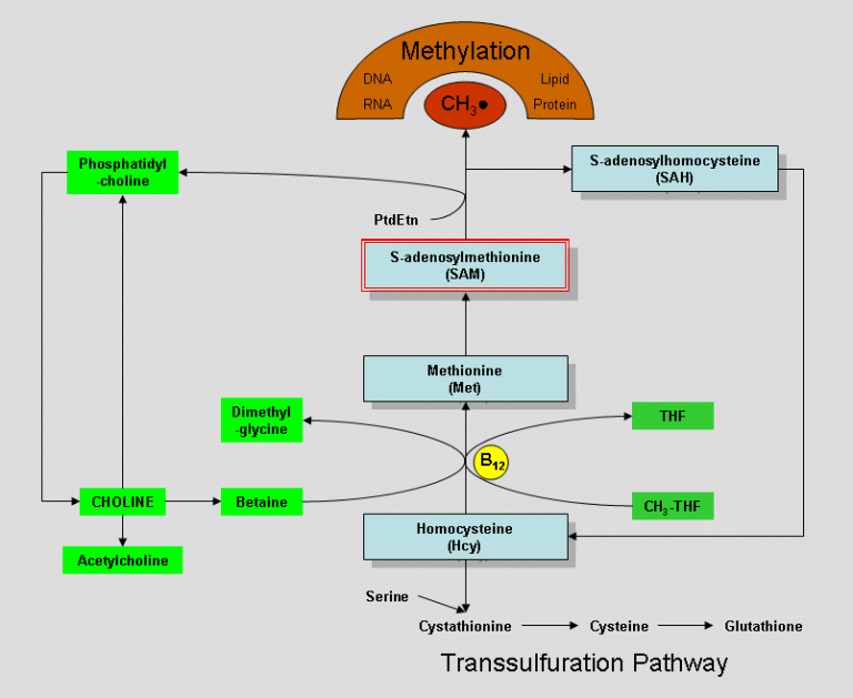 Alpha GPC Review: Synthesized Choline Donor For Mental & Muscle ...