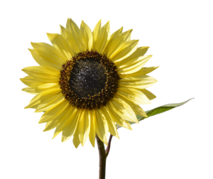 Sunflower-derived PS