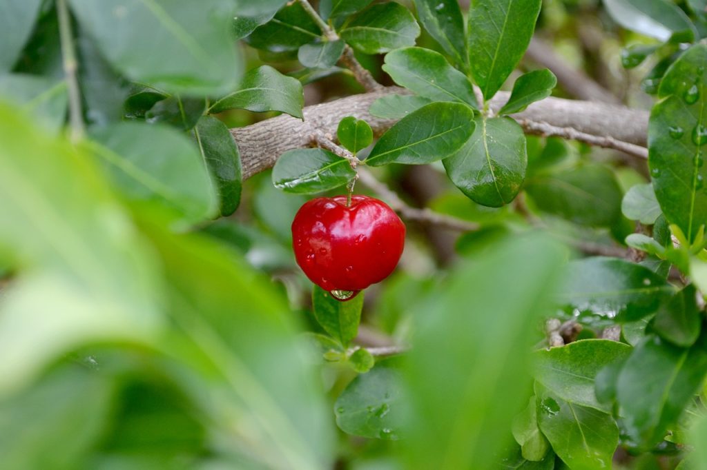 acerola cherry