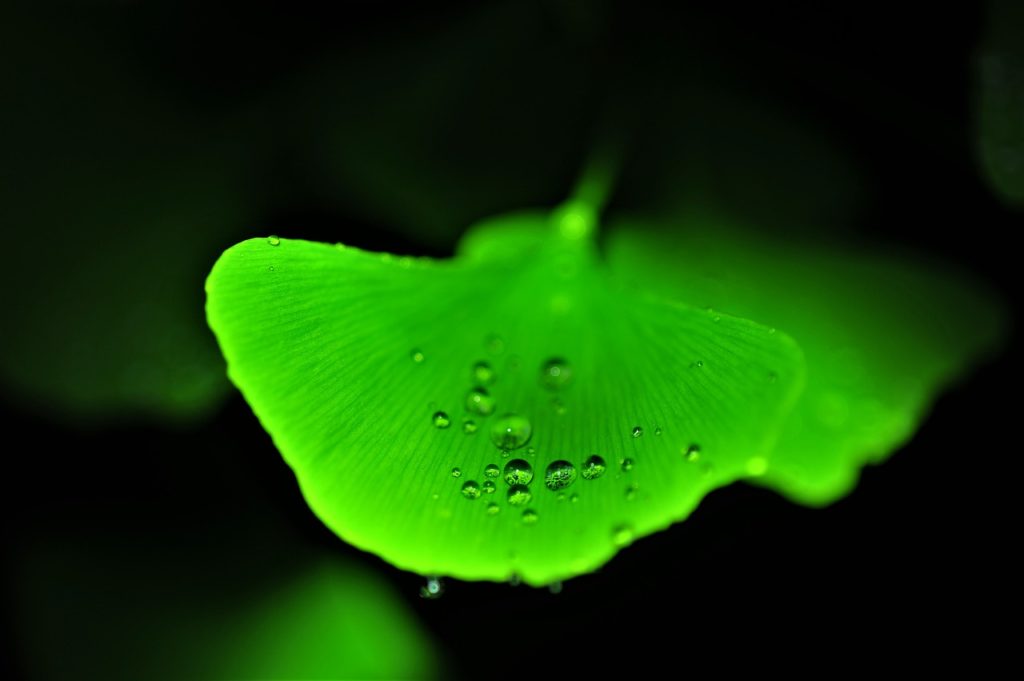 ginkgo biloba dew