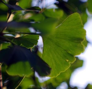 japanese ginkgo