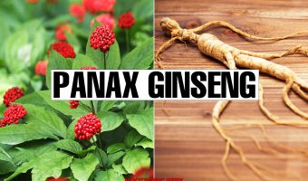 panax ginseng review nootropic geek